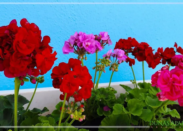 Dunas Gran Canaria *